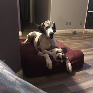 Meet your Posher, Sharon